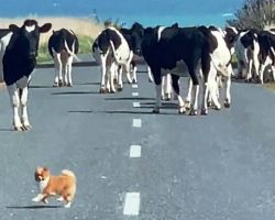 Over-Confident Tiny Dog Tries To “Herd” Loose Cows But Gets Surrounded By Them