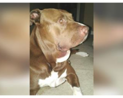 Man Walks Pit Bull Without Leash, Then Hears Young Boy Scream When Dog Attacks Poisonous Snake