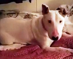 7-Yr-Old Rescue Dog Experiences A Bed For First Time In Her Life & “Flips Out”