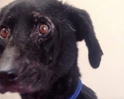 Dog Said To Be ‘Too Ugly’ To Be Adopted Dumped To Fend For Herself Instead