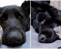 Tiny Rat Cuddles With His Giant German Shepherd Brother Every Chance He Gets