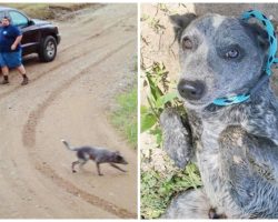 Dog Waits 9 Hours For Owner’s Return After He’s Dumped In The Middle Of Nowhere