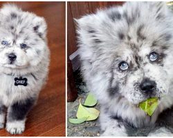 Chow Pup Who Looks Like Cookies & Cream Ice Cream Has Won Over Everyone’s Heart