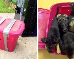Shelter Employees Show Up To Work One Morning To A Taped Container Full Of Pups