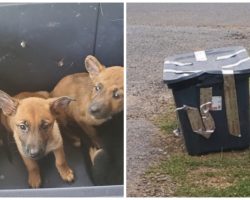 Plastic Tub Full Of Tiny Pups Duct Taped & Dumped In Front Of Shelter