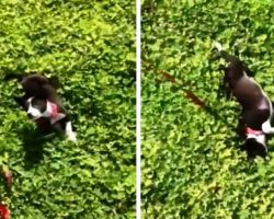Abused Dog Tied To Pole All His Life Sees Grass For The 1st Time & “Goes Crazy”