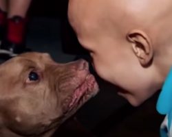 Pit Bull From The Shelter Singles Out Boy With Cancer And Runs Over To Him