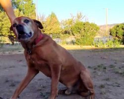 Family Moves Away & “Forgets” Senior Dog, He Cries As He Can’t Fend For Himself