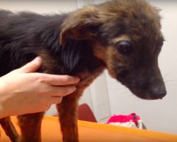 Pup Was Brought To Be Euthanized For “Not Playing,” But Rescuers Quickly Intervened