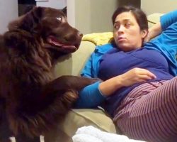 Guilty Dog Tries To Cover Up His Crime By “Bribing” Mom With An Overdose Of Love