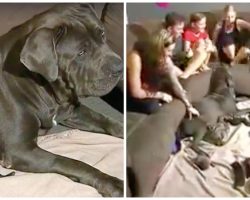 Dog Shatters Record After Delivering Biggest Litter Of Pups Ever Born