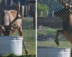 Elk Who Was Acting Peculiar Around The Water Trough Ends Up Saving A Life