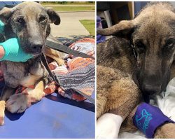 She Crawled Under Shed To Die With Paws Hanging By A Thread After Man Shot Her