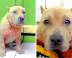 Sick Dog Gets Dumped At ‘High-Kill’ Shelter And Gets Excited Whenever She Has Visitors