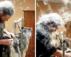 Groomer Begins Blow-Drying Husky’s Massive Fur & Moments Later Mayhem Ensues