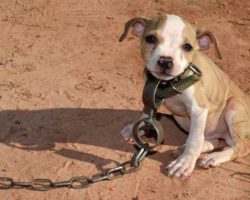 Timmy Was Found During One Of The Biggest Dog Fighting Ring Raids In History