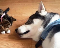 Mom Gets Nervous As New Kitten Approaches Sleeping Husky & Tries To Kiss Him
