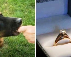 “Food Thief” Dog Coughs Up Missing Wedding Ring That Had Disappeared 5 Yrs Ago