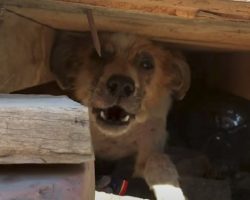 Owners Want Their ‘Old’ Dog Euthanized, She Hides When They Show Up For Her
