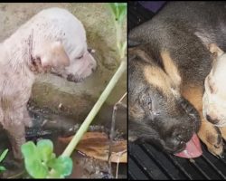 Man Found Her Stuck In Mud & Placed Her With Other Rescued Puppy To Keep Warm