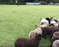 ‘World’s Worst Sheepdog’ Tries Rounding Up Sheep, Somehow Gets Them To Play Instead