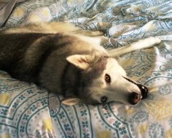 “Spoiled” Husky Refuses To Leave Cozy Bed & Throws “Lazy, Whiny Tantrum” At Mom