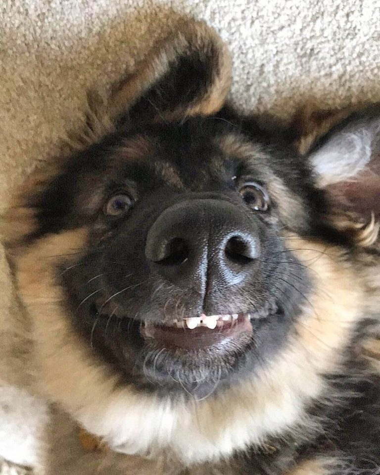 31 Pics Of German Shepherds To Put A Smile On Your Face