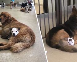Pup Finds Hairiest, Softest Dog In Daycare, Befriends Them & Uses Them As Personal Pillow