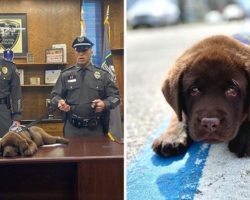 K-9 Puppy Adorably Sleeps Through His Entire Swearing-In Ceremony
