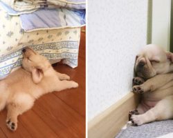 24 Hilarious Pics That Prove Dogs Can Fall Asleep In The Most Awkward Positions