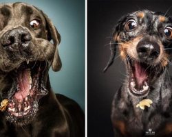 10+ Hilarious Pics Of Dogs Trying To Catch Treats In Mid-Air