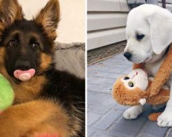 10+ Cutest Photos Of Dogs And Their Favorite Stuffies
