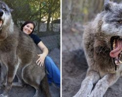 Giant Wolfdog Abandoned By Owner At Kill Shelter Luckily Saved By Sanctuary