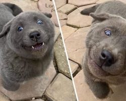 People Just Can’t Handle This Adorable Cat-Dog Hybrid Lookalike Puppy