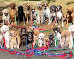 Dog Walker Snaps Amazing Group Photos Of His Clients’ Daily ‘Pack-Walks’