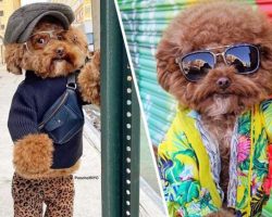 Maltipoo Takes The Internet By Storm For His ‘Poses’ Around New York City