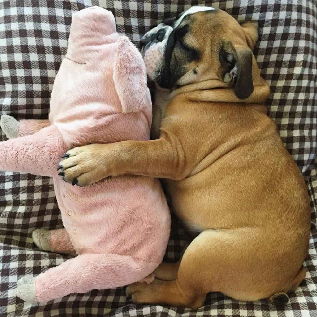 stuffies dogs