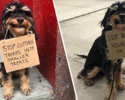 Dog Protests Everyday Annoyances By Holding Funny Signs In Her Mouth