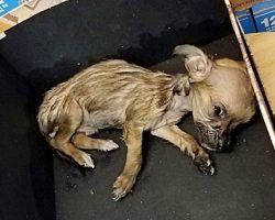 Frail Chihuahua Had To Be Euthanized After Man Dumped Her In Box At Storefront