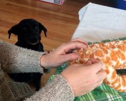 Nervous Dog Tries To Wait Patiently As Mom “Performs Surgery” On Her Ripped Toy