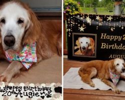 20-Year-Old Augie Becomes Oldest Golden Retriever In The World
