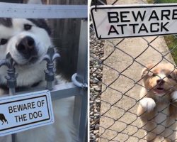 10+ Very “Dangerous” Dogs Behind “Beware Of Dog” Signs