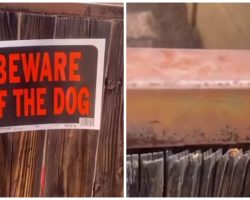 Man Decides To Peek Over Fence With Beware Of Dog Sign Posted