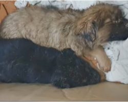 Woman Uncovered “Dead” Puppies In Box Left In Rain & Swore She Saw One Breathe