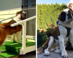 Dog Visits 92-Yr-Old Widow Battling Loneliness And Makes Her Smile Once Again