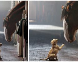 Clydesdale & Labrador Puppy Reunite In New Heartfelt Budweiser Commercial