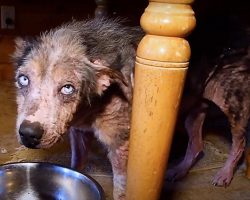 Even On Her Darkest Days, Dying Dog Had Hope In Her Sky Blue Eyes