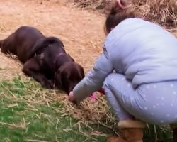 Puppy Mill Rescue Always ‘Pancakes’ On The Ground When Outside