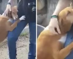 Abandoned Dog At Shelter Hugs Journalist Until He Decides To Adopt Her