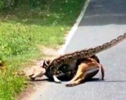 Zoo Officer Sees Deer In The Coils Of A Boa Constrictor & He Takes A Huge Risk